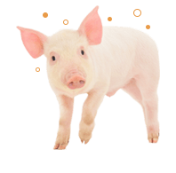 icono cerdo servicampodelvalle