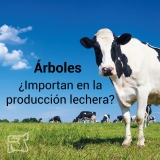 Árboles, ¿Importan en la producción lechera?