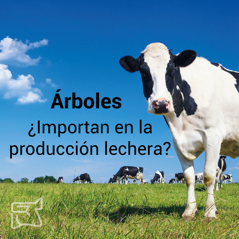 Importan en la producción lechera? - banner
