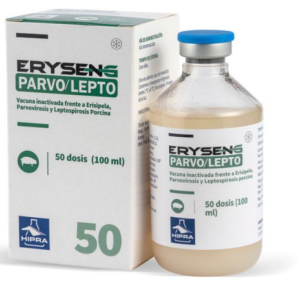 Eryseng Parvo / Lepto