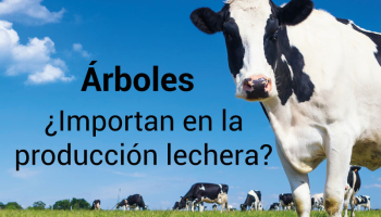 Árboles, ¿Importan en la producción lechera?